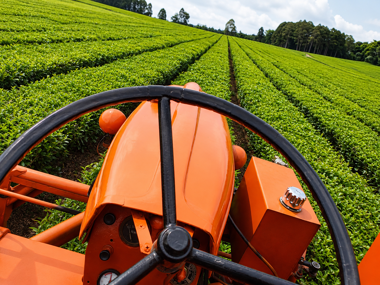 Trabajo en el campo de té