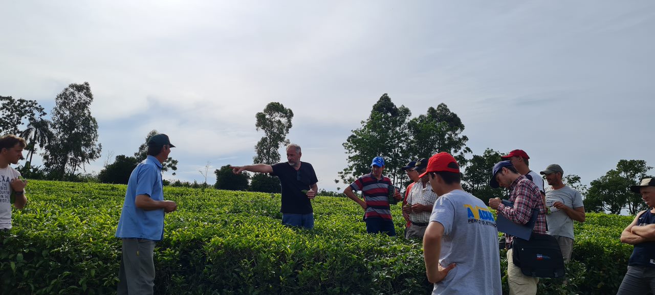 Personas recorriendo la plantación de té